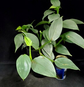 ★★ Houseplant ☆ Filodendron genus ★ Silver Metal ★ C ★ (4 bowl) Height about 36cm