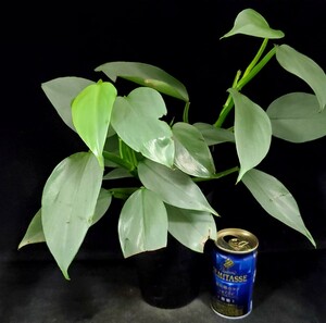 ★★ Houseplant ☆ Filodendron genus ★ Silver Metal ★ B ★ (4 pot) Height about 36cm