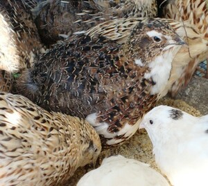 Square fertilized eggs 30 individual species egg color Change quail parallel quail