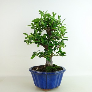 Bonsai Gold Bean Tree Height about 28cm Kinzu Fortunella Hindsii Kins Mamekinkan Mikanaceae Kinkan Against Overview