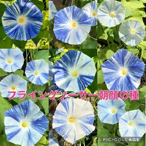 Flying saucer Asahi flower species