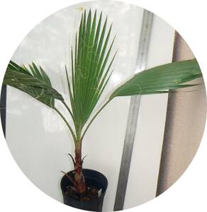 Washington palm Lobusta species (also known as Washing Ton Palm Doki), send in 120 sizes. postage included.