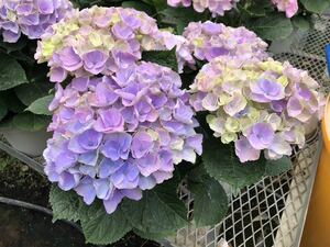 High -quality seedlings directly from the farm! Hydrangea "Xi'an Sea An" pot seedlings