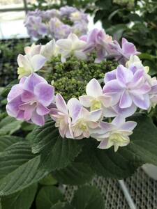 High -quality seedlings ♪ Hydrangea Akatsuko Gwangden variety "Fantasy Love Flower" With Long Pot Seedling Label