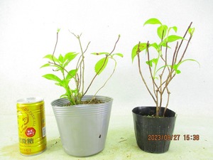 [Seedling Market] Mountain hydrangea 2 -point composition Tosa clear stream/Iyo cross star (91884) Total height: 25㎝ * Cannot be collected * 80 size shipping