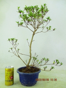 [Bonsai Market] Satsuki Nikko Hana (91833) Total height: 52㎝ * Cannot all packs * cannot be traded together * 120 size shipping