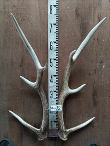 Super large deer horn Ezo deer [12]