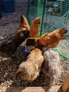 Karasukuri Chicken US Silky Silky Egg Six Days of Egg Eating/Self -sufficient Circulation Agricultural Garden Poultry farming