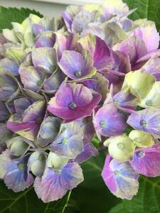 10 Gradation is beautiful hydrangea, type hydrangea that changes color with the quality of soil