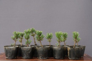 Ikki Garden Co., Ltd. Sutsumatsu 10 sets of small goods bonsai / 4 years old stone table 鉢 鉢 鉢 鉢 鉢 五 五 五 五 五 五 五 五 五 真 真 真 楓 楓]]]]]]]]]].