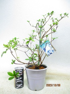 [Bonsai Market] Snow Flowers (10637 White Maru Plastic Bowl) Total height: 46㎝ * Cannot all packs * 120 size shipping