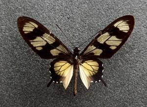 ■ Foreign butterfly specimen Harneldon Bohaakou Ageha A-♂ Brazil Amazonas