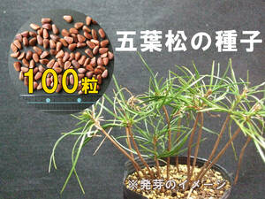 Gotoyamatsu Seeds 100 grains Bonsai Yamano Grass Rare