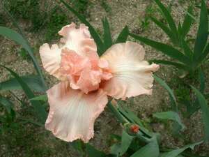 German Iris seedlings pink lump