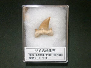 Fossils of shark teeth Morocco plastic case (1)