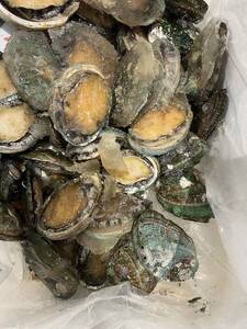 1kg 1kg of frozen abalone about 30g