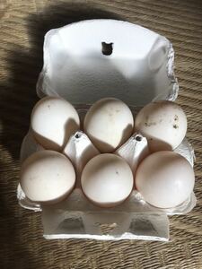 Duck duck 6 unused eggs unused for food
