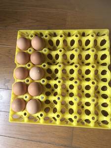 10 chicken chickens with pierce eggs