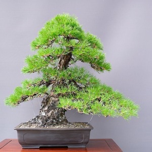 Ikki Garden Co., Ltd. Kuromatsu large goods bonsai / Tree 80 years old
