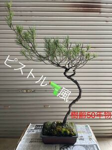 [Matsu 12] Kuromatsu Bonsai Limited Tree 50 Years Age With Stone ★ Only for those who can come