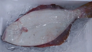 (Fish) Aomori Natural Flounder 48cm1.0k