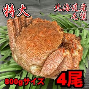 [In translation] Four -large hair is 4 fish (about 800g size) Hokkaido hard crab hair crab whale crab crab kagani Boyl Mother's Day Father's Day