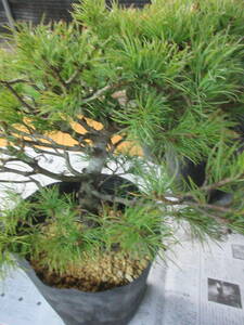Nasu Goyowamatsu, Bonsai making, about 30 cm on weed, about 3 cm in diameter, 21cm pots 12-13 ⑥