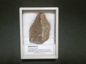 Botanical dinosaur bone fossil USA (Montana) Including case (1)