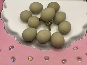 Princess Uzura Himezura 3 edible fertilized eggs