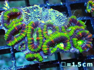 [Coral] Kakuo Togi Kikumei (Ultra Grade) [UCA/Australia] (Individual sales) No.11 (living body)