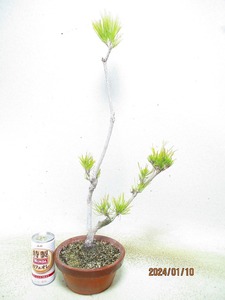 [Nofushi Bonsai Distribution] Akamatsu (01279 Dutch bowl) Total height: 62㎝ * Coll packing is strictly adhered to the "collective transaction" procedure * 120 sizes * Shipping specified