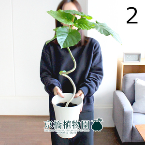 [Actual] Ficas Umberata No. 6 Bend White Plastic Bowl (2) Ficus Umbellata