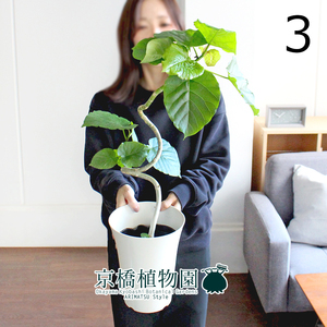 [Actual] Ficas Umberata No. 6 Bend White Plastic Bowl (3) Ficus Umbellata