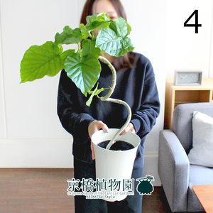 [Actual] Ficas Umberata No. 6 Bend White Plastic Bowl (4) Ficus Umbellata