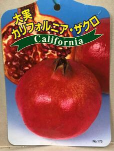 California Great Classic pomegranate