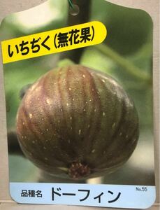 Fig (floral) 6 Dorphin seedlings