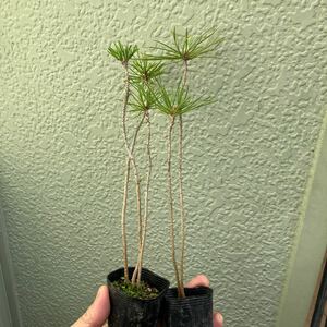 999* Mikawa Kuromatsu Bonsai Material 5 Set Send with a pot seedling of 25-30 cm from the bottom of the pot 1