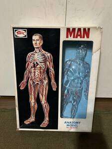 [Bloomak] MAN human body model unused item plastic model