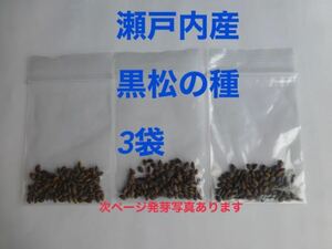 Selected Kuromatsu Seeds (Seeds) About 95 pieces 3 bags from Hyogo Setouchi Part 1