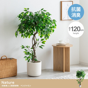 [Free shipping] [height 120cm] Nature photocatalyst artificial houseplant Benjamin