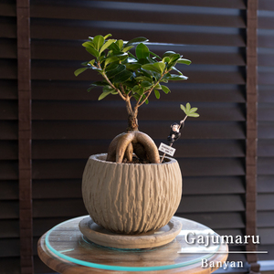 Luck UP Banyan Tree No. 5 Pottery Pot with Pick Houseplant Banyan Tree of Euphoria 0212BE