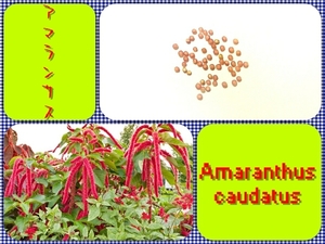 [Free Shipping] 50 Amaranthus seeds
