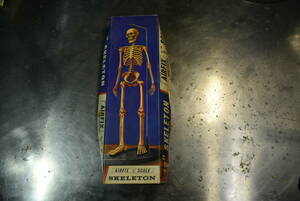 QM021 Made in 1967 VTG AIRFIX 1: 6 Skeleton British skeletal specimen Vintage 60 size