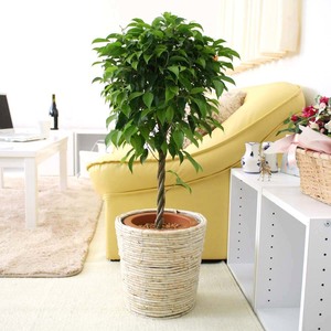 Houseplant Benjamin No. 7 pot+White Basket Cover Soil surface: Wood Chip Free Shipping