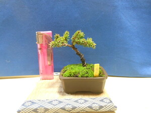 Mamusuke Mini Bonsai Hakubo Ezo Pine Petit Bon Size