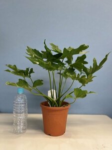 [Large -arrival] Philodendron Serome No. 5