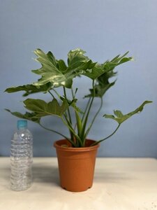 [Large -arrival] Philodendron Serome No. 5