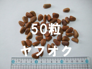 [Domestic rare distribution -Goyamatsu] (Korean Goba Pine) 50 seeds Bonsai Yamano grass