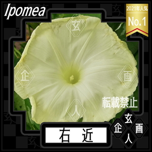 [Ukon / Seeds (3 tablets)] Rare variety Bihana Owl Asaora Aozukazukuhaba