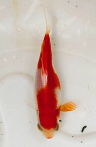 ★ Phantom goldfish ★ “Heiseiwa” red and white ★ 8cm ★ With bonus ★